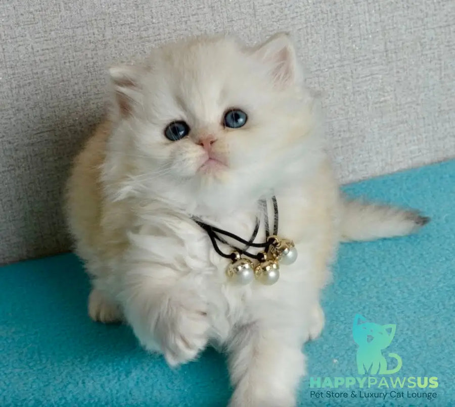 Rina Scottish Straight female black silver shaded - live animals