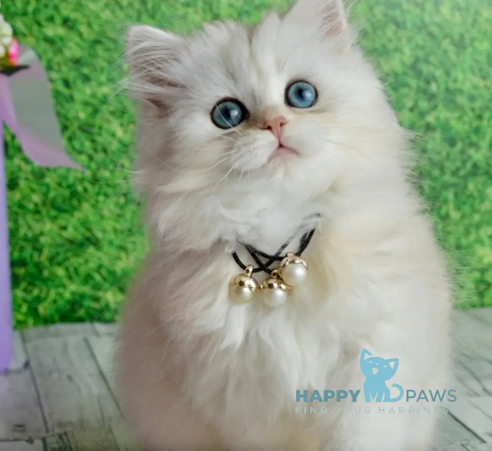 Rina Scottish Straight female black silver shaded - live animals