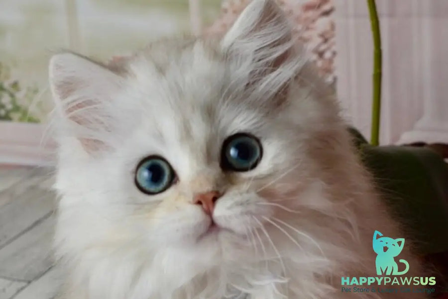 Rina Scottish Straight female black silver shaded - live animals