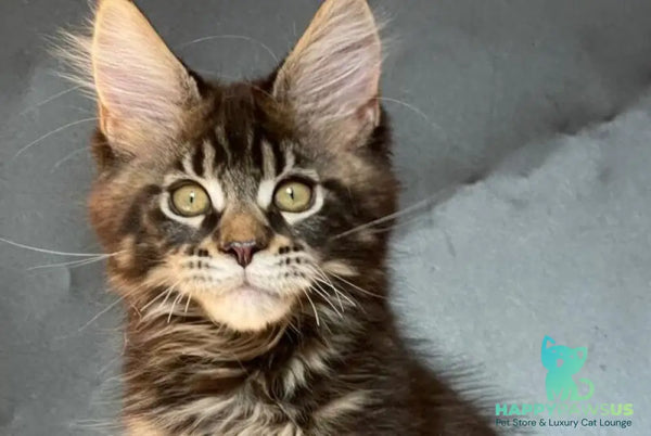 Ringo Star Maine Coon male black tabby - live animals