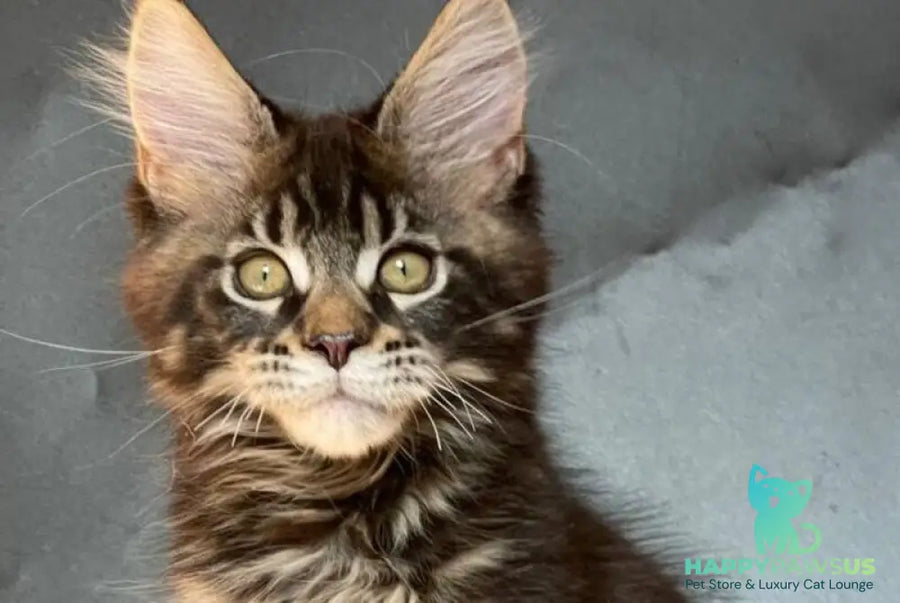 Ringo Star Maine Coon male black tabby - live animals