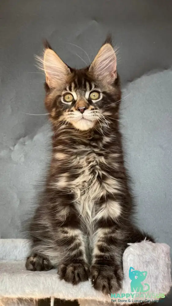 Ringo Star Maine Coon male black tabby - live animals