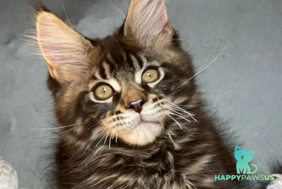 Ringo Star Maine Coon male black tabby - live animals
