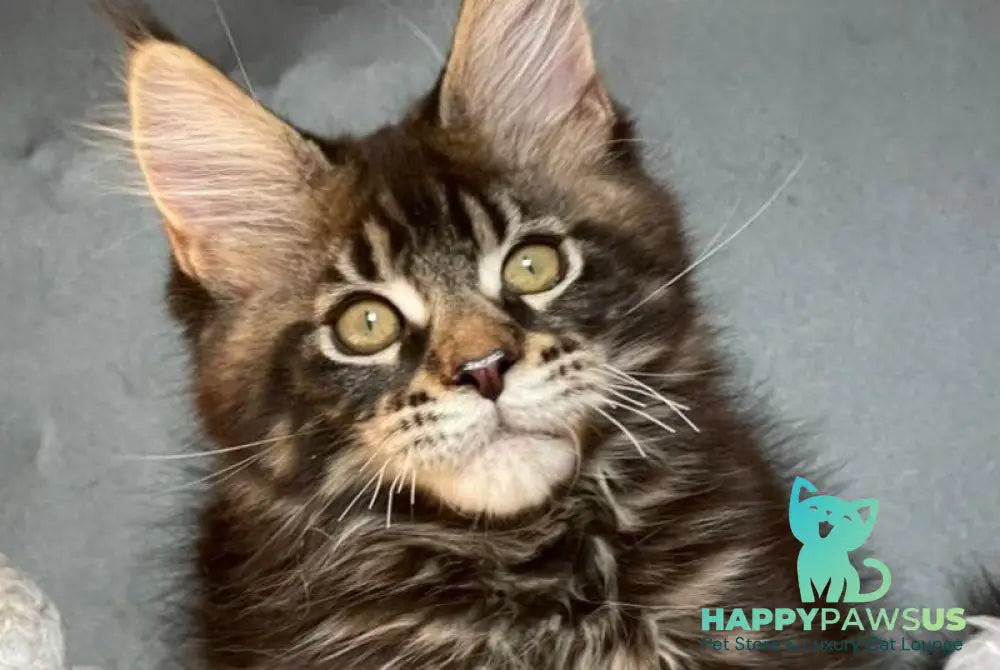 Ringo Star Maine Coon male black tabby - live animals