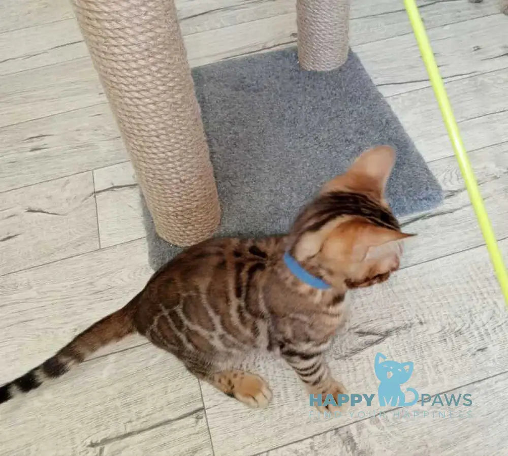 Rio Bengal male black spotted tabby live animals