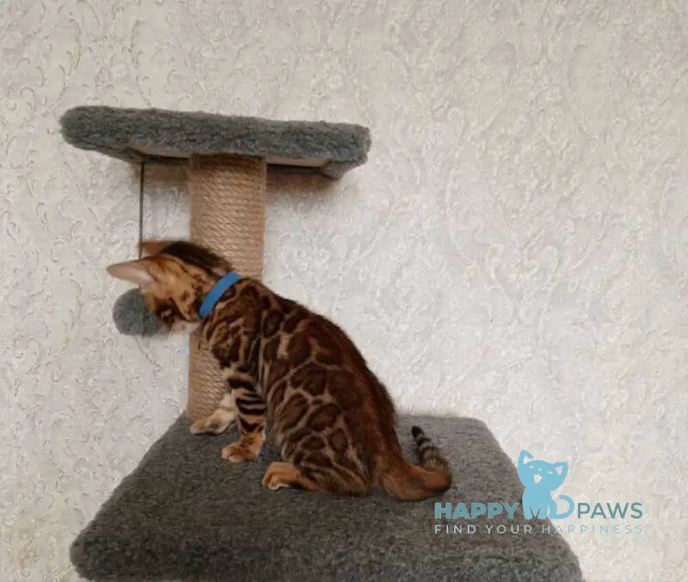 Rio Bengal male black spotted tabby live animals
