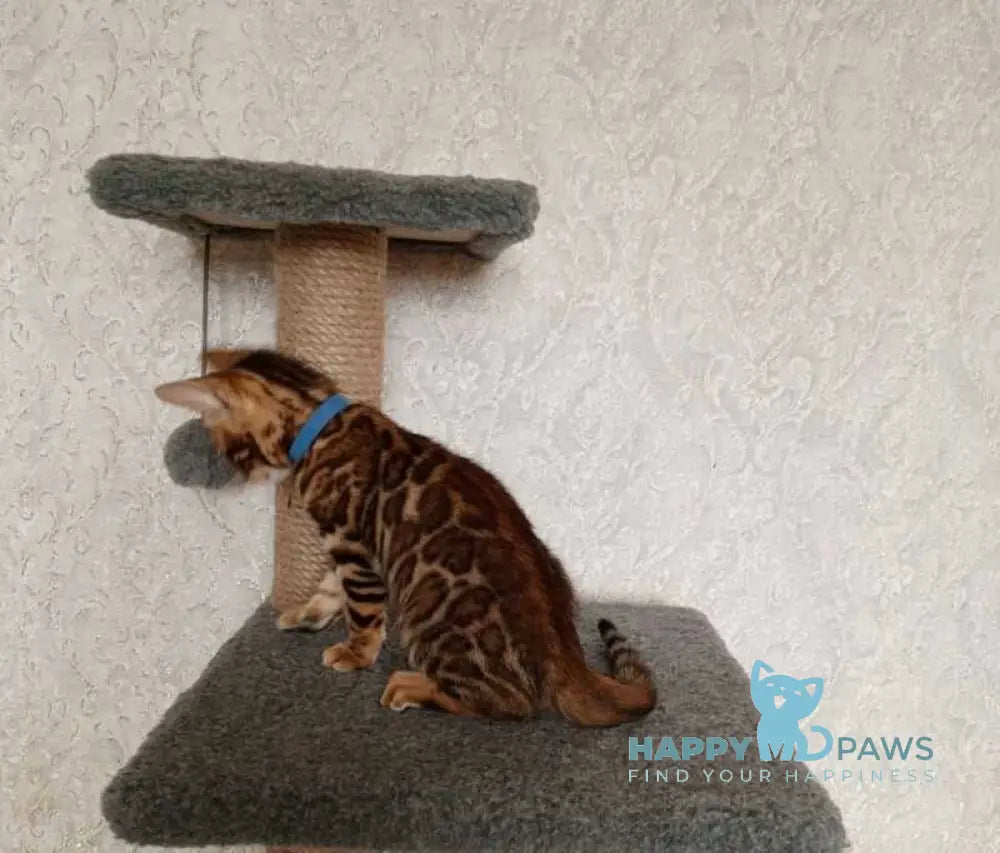 Rio Bengal male black spotted tabby live animals