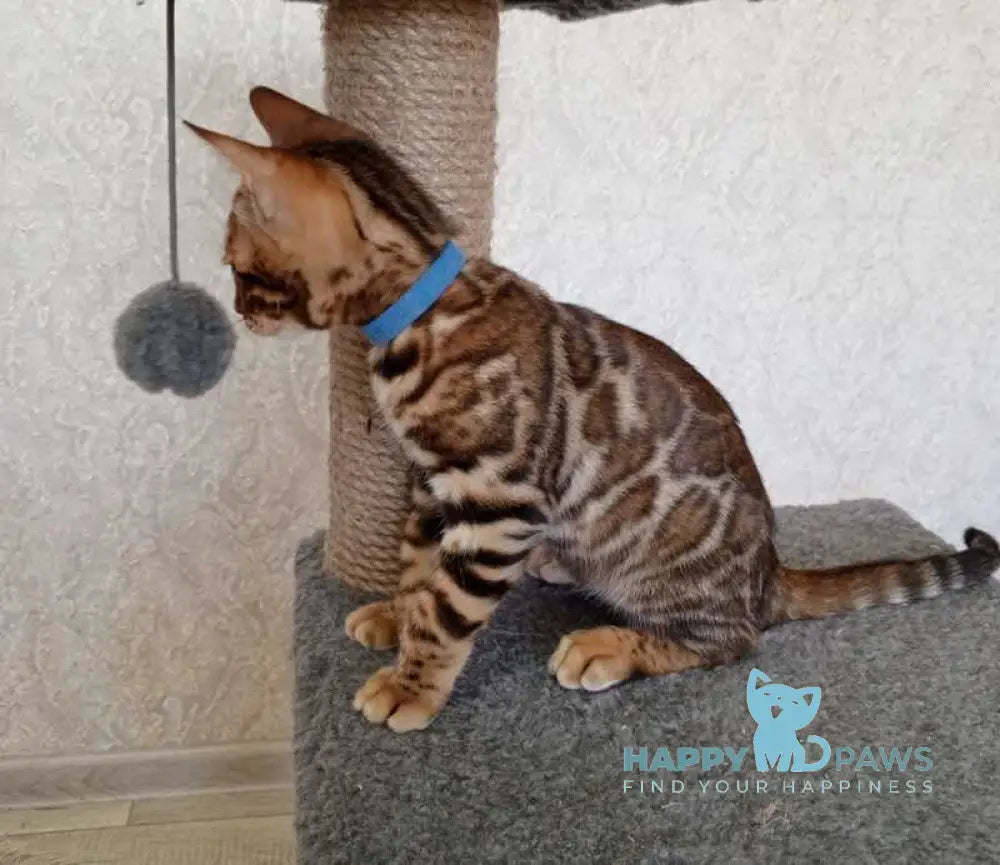 Rio Bengal male black spotted tabby live animals