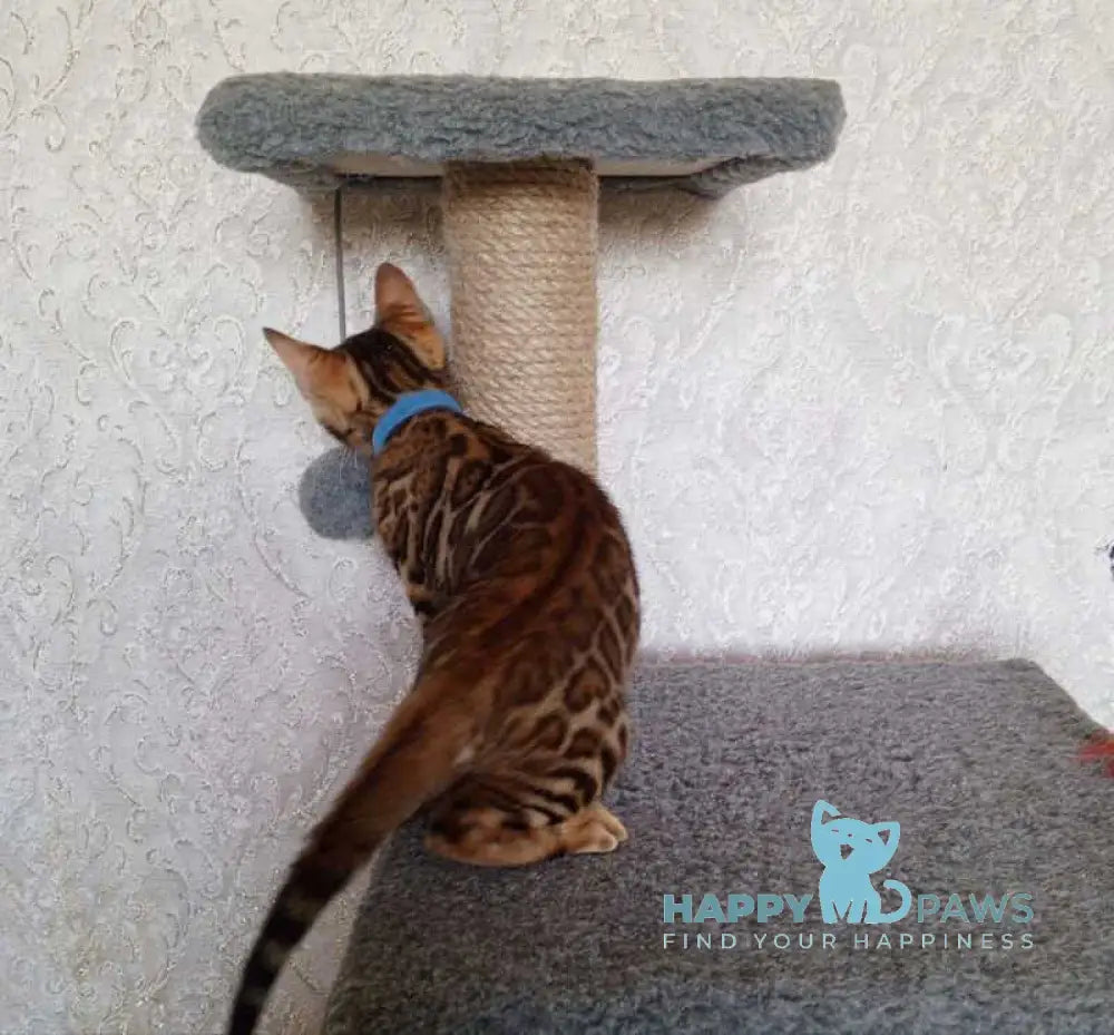 Rio Bengal male black spotted tabby live animals