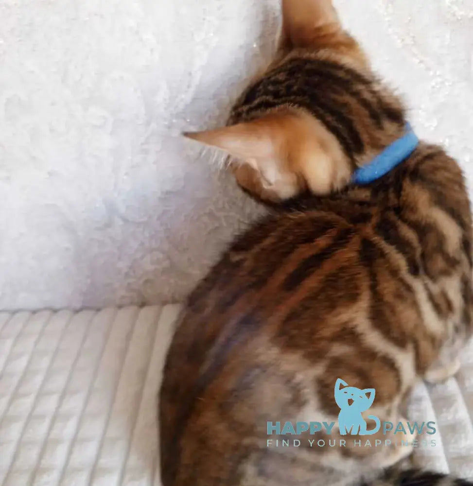 Rio Bengal male black spotted tabby live animals