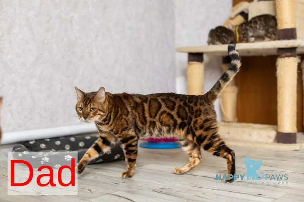 Rio Bengal male black spotted tabby live animals