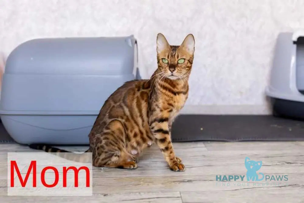 Rio Bengal male black spotted tabby live animals