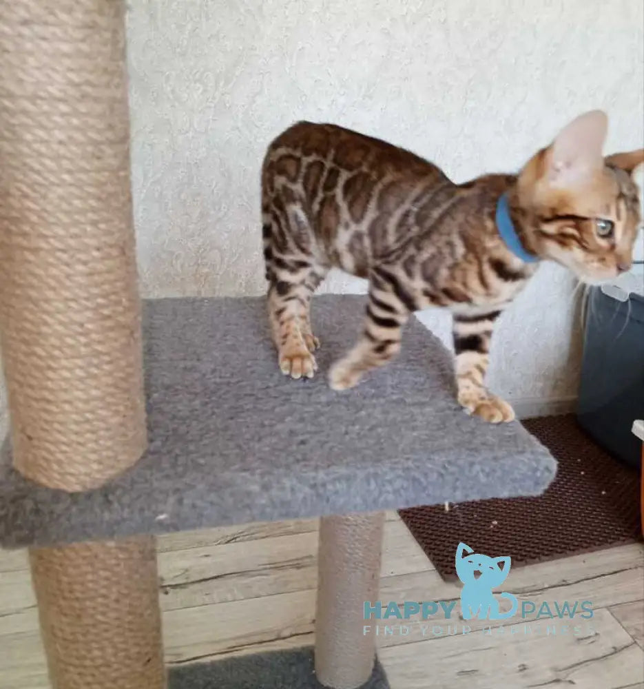 Rio Bengal male black spotted tabby live animals