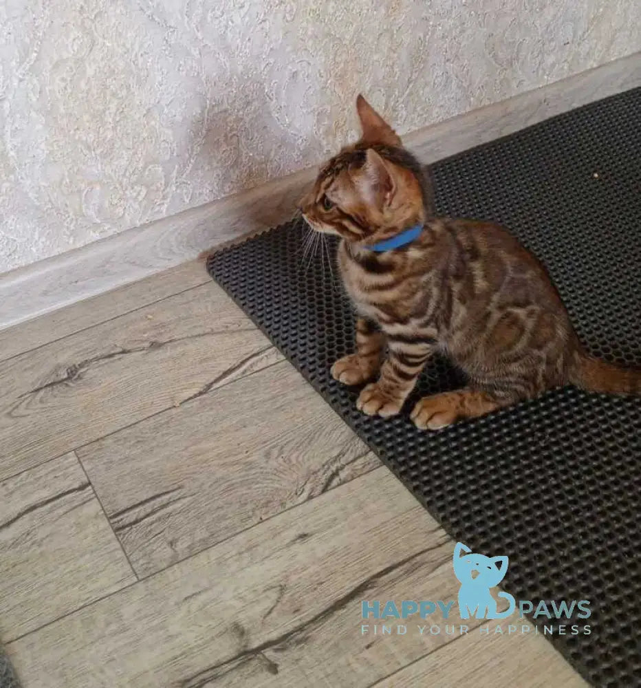 Rio Bengal male black spotted tabby live animals