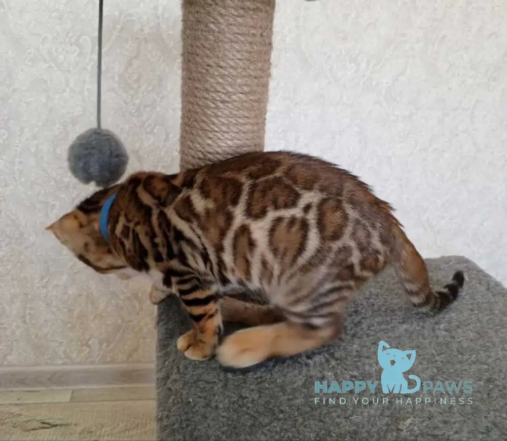 Rio Bengal male black spotted tabby live animals