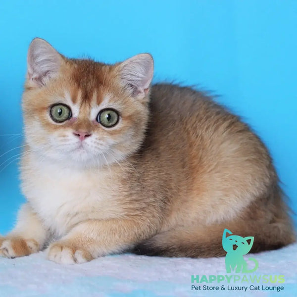 Rio British Shorthair male black golden shaded - live animals