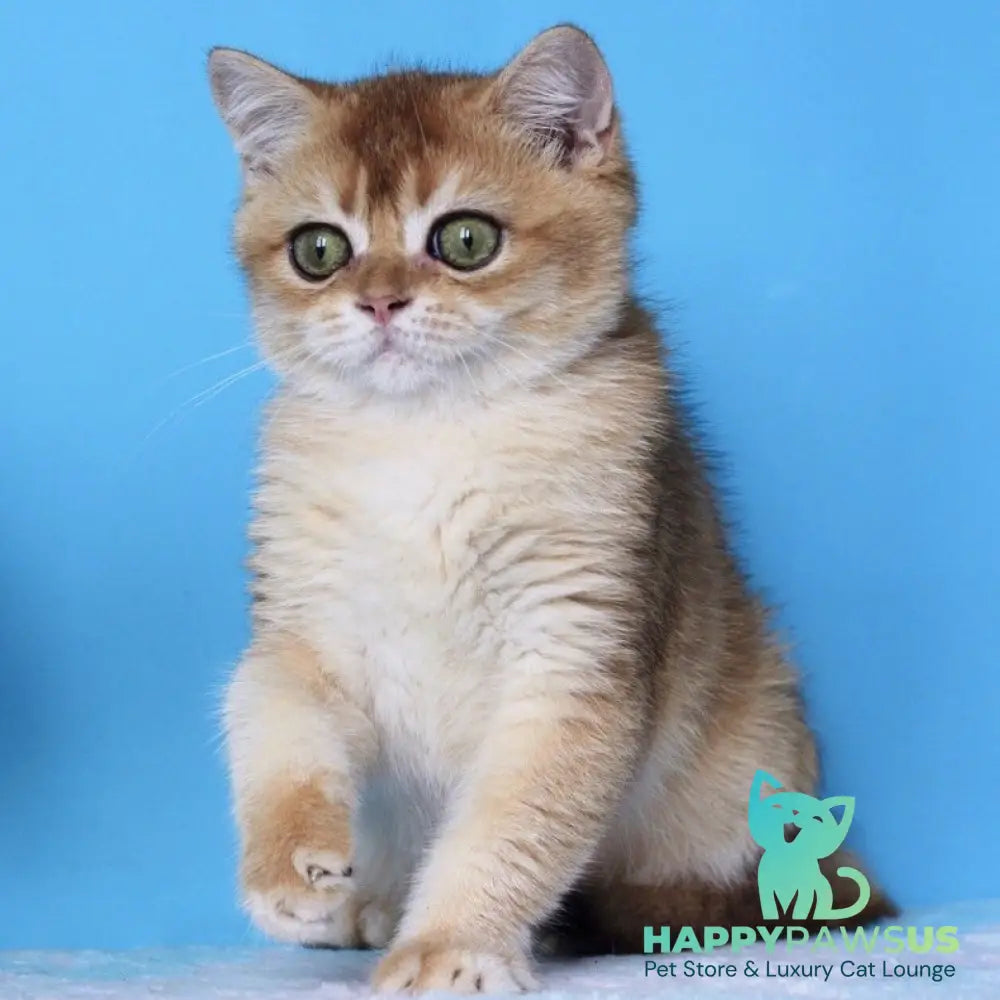 Rio British Shorthair male black golden shaded - live animals