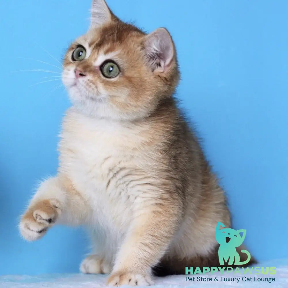 Rio British Shorthair male black golden shaded - live animals