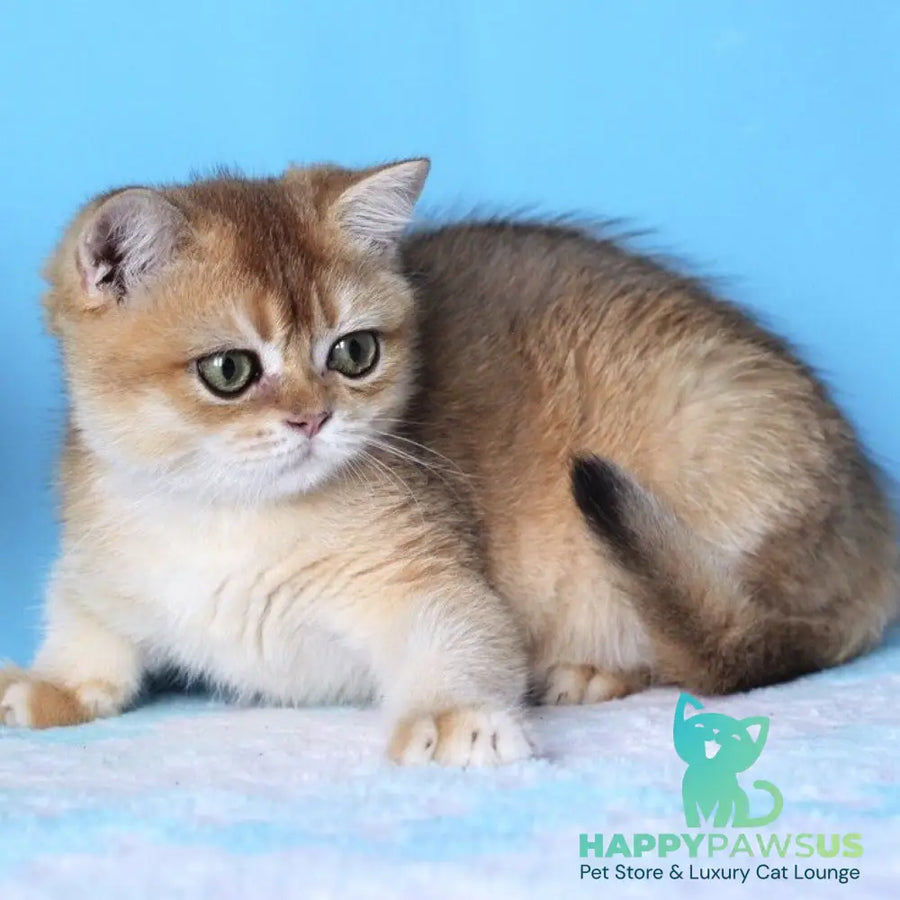 Rio British Shorthair male black golden shaded - live animals