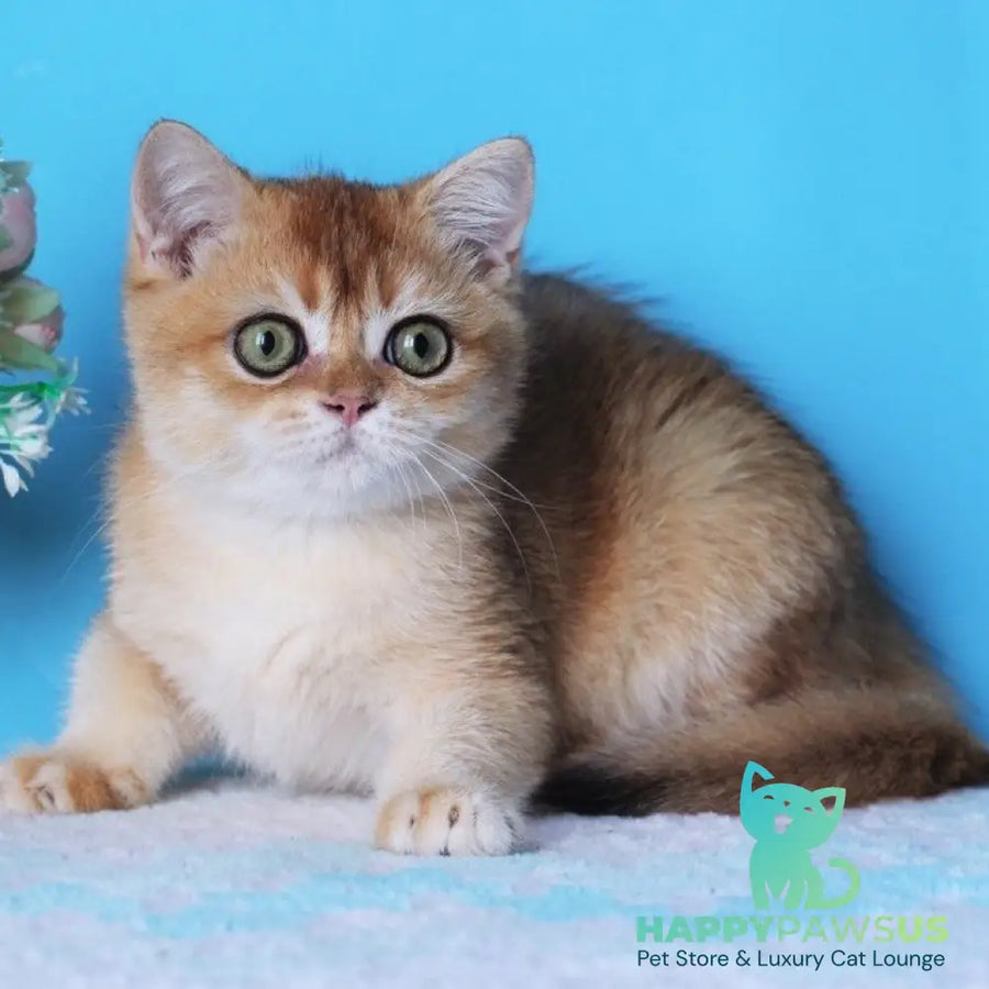 Rio British Shorthair male black golden shaded - live animals