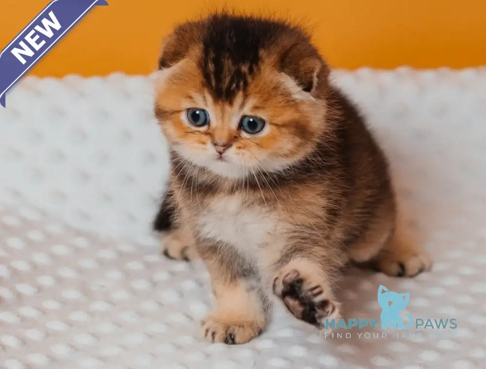 Rio Scottish Fold male black golden ticked tabby live animals