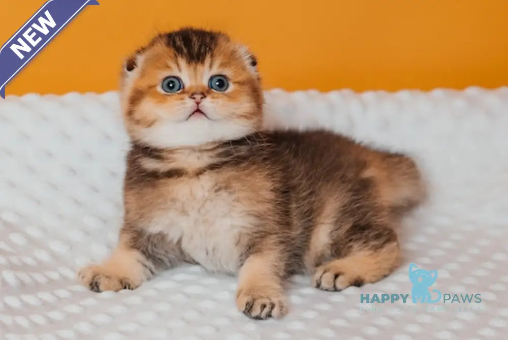 Rio Scottish Fold male black golden ticked tabby live animals