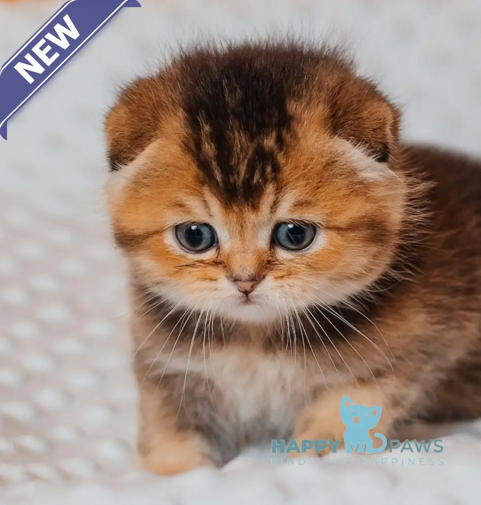 Rio Scottish Fold male black golden ticked tabby live animals