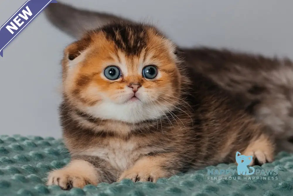 Rio Scottish Fold male black golden ticked tabby live animals