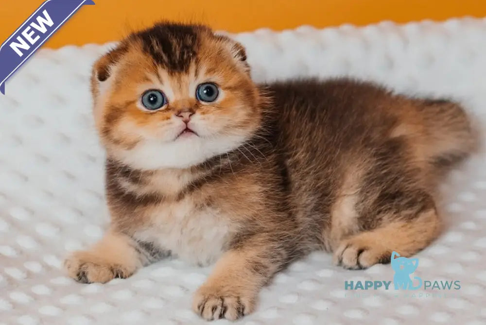 Rio Scottish Fold male black golden ticked tabby live animals