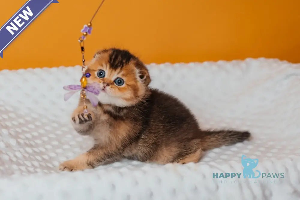 Rio Scottish Fold male black golden ticked tabby live animals