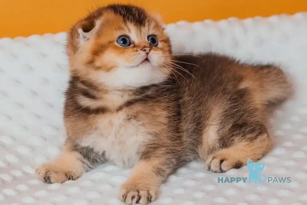Rio Scottish Fold male black golden ticked tabby live animals