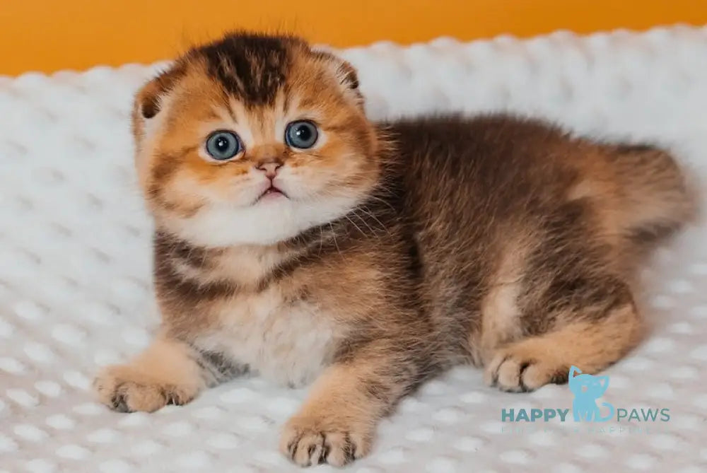Rio Scottish Fold male black golden ticked tabby live animals