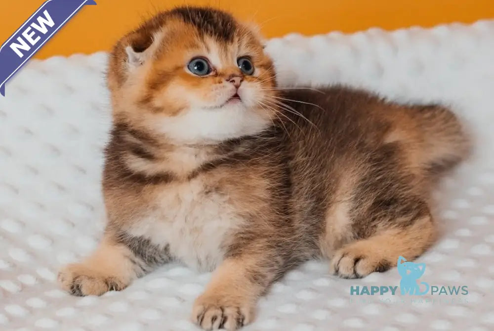 Rio Scottish Fold male black golden ticked tabby live animals