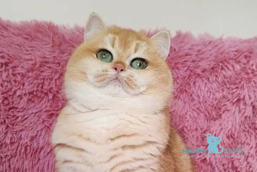 Riola British Shorthair female black golden chinchilla live animals