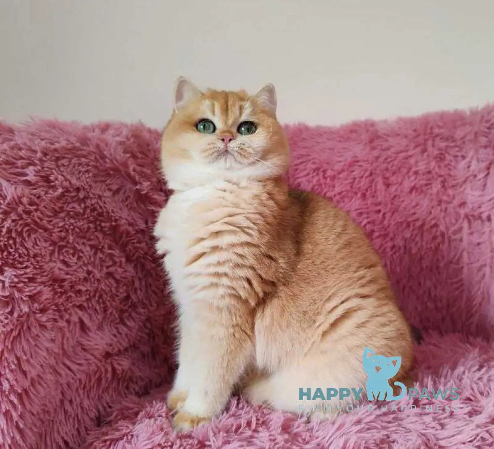 Riola British Shorthair female black golden chinchilla live animals