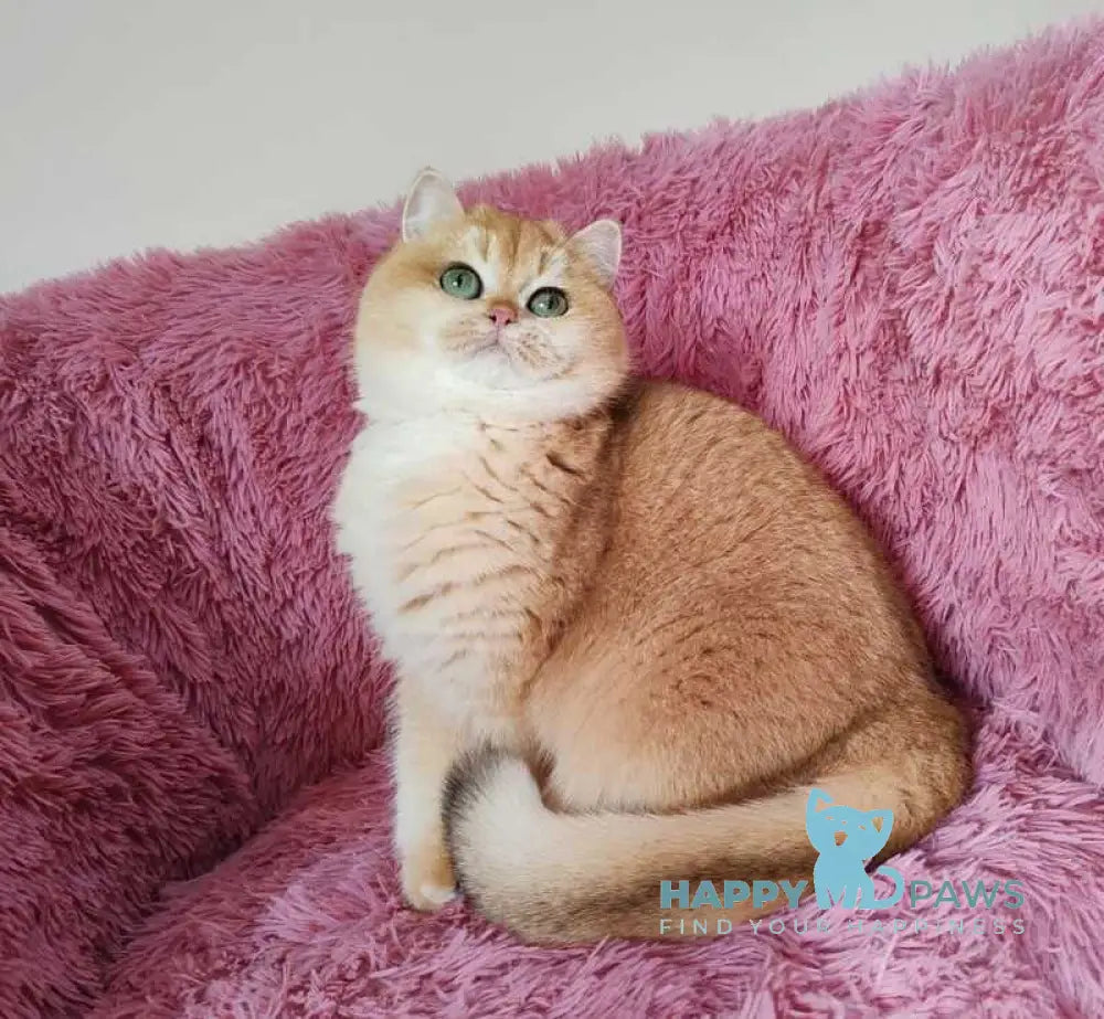 Riola British Shorthair female black golden chinchilla live animals