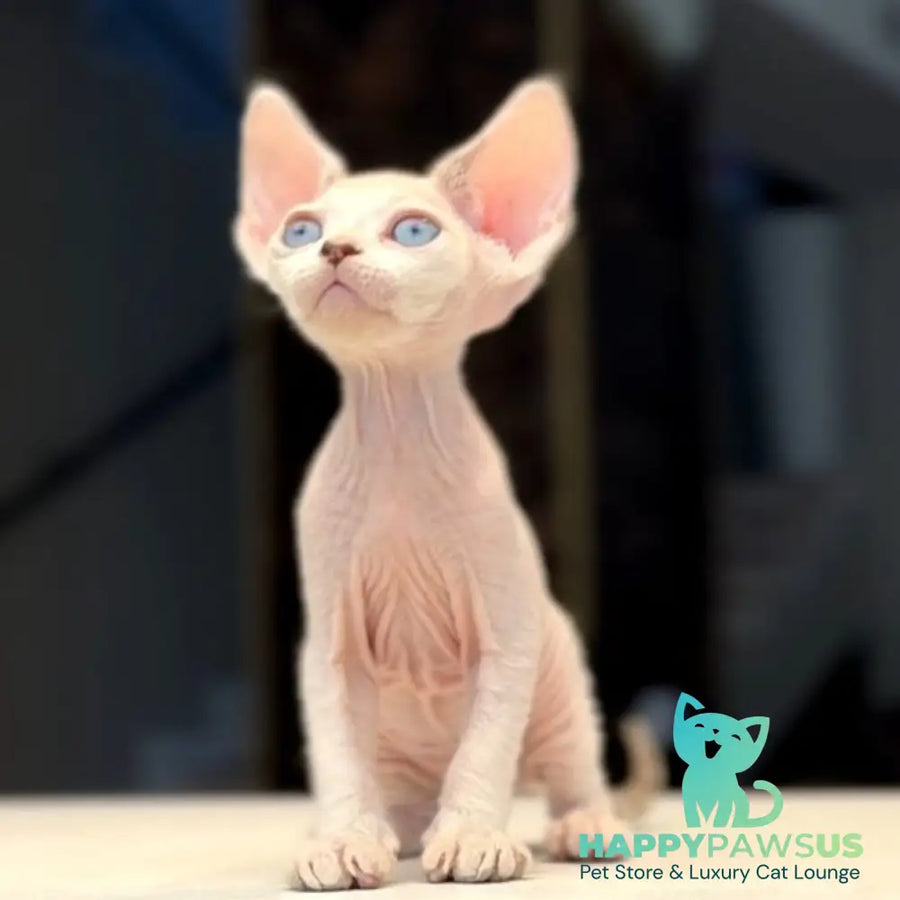 Ripley Devon Rex male blue tabby pointed - live animals