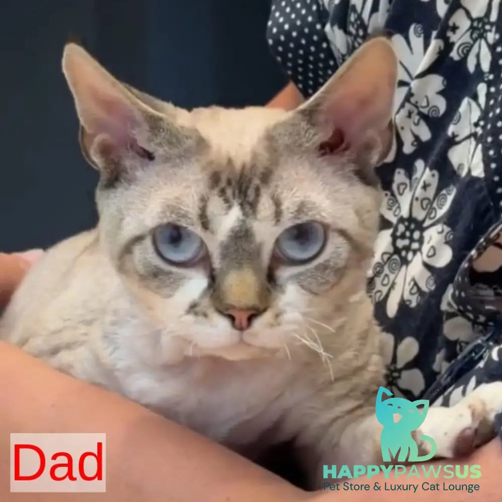 Ripley Devon Rex male blue tabby pointed - live animals