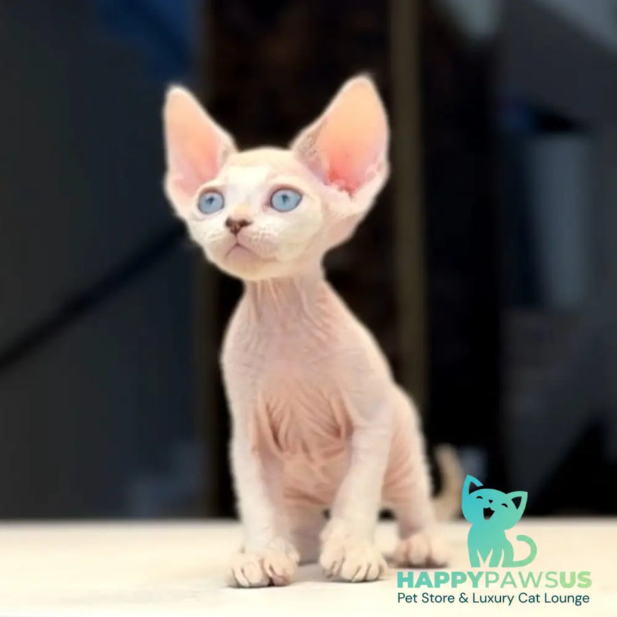 Ripley Devon Rex male blue tabby pointed - live animals