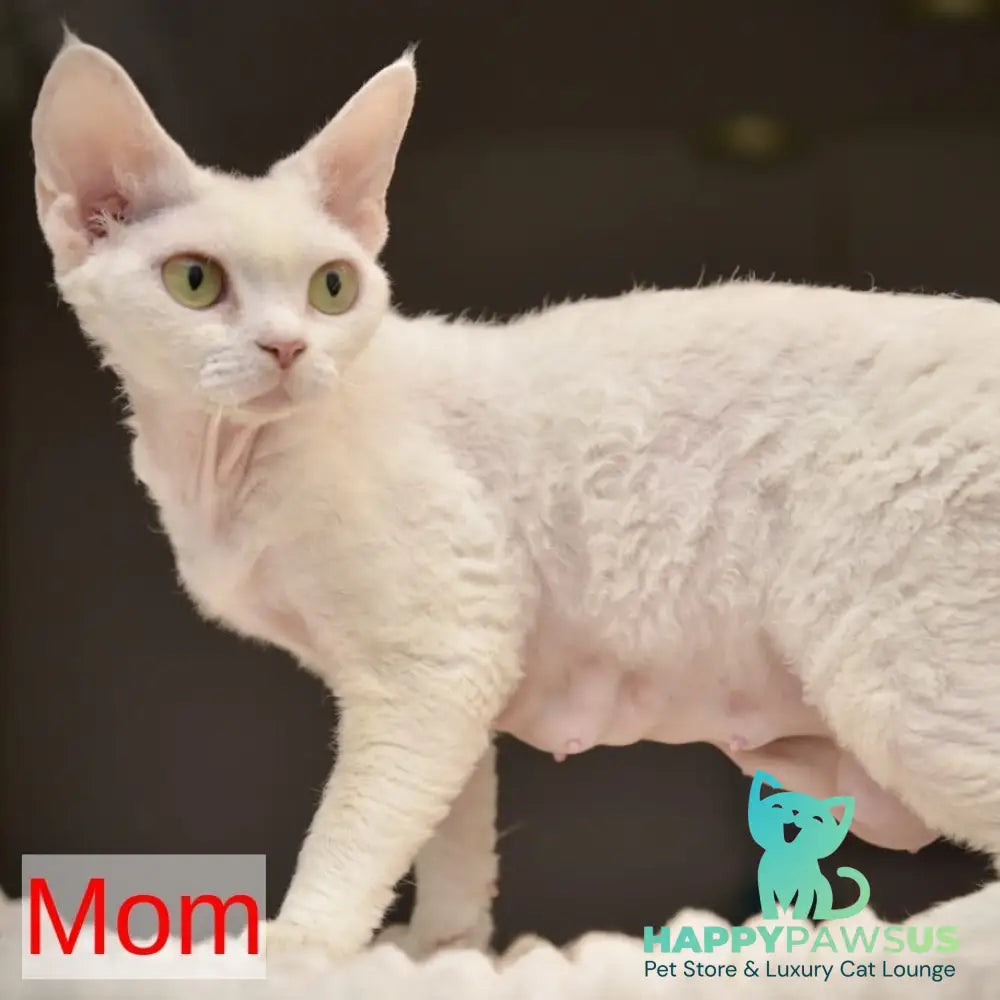 Ripley Devon Rex male blue tabby pointed - live animals
