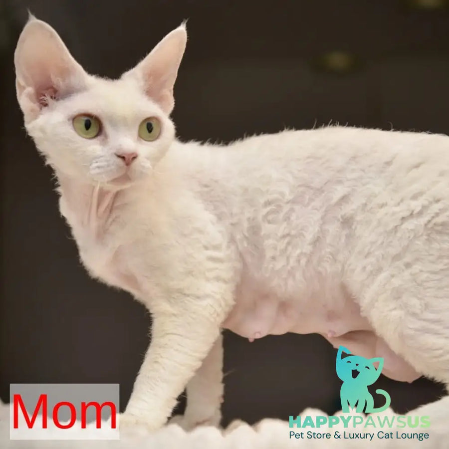 Ripley Devon Rex male blue tabby pointed - live animals