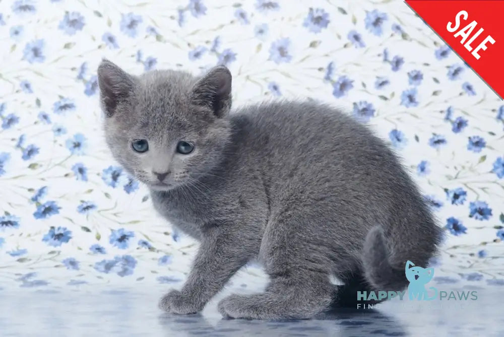 Veres Russian Blue male blue live animals