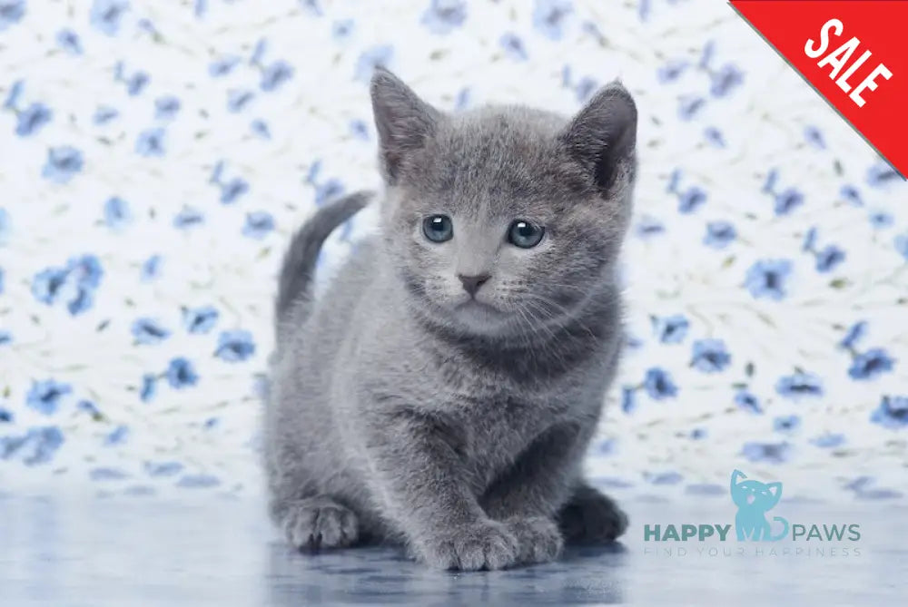 Veres Russian Blue male blue live animals