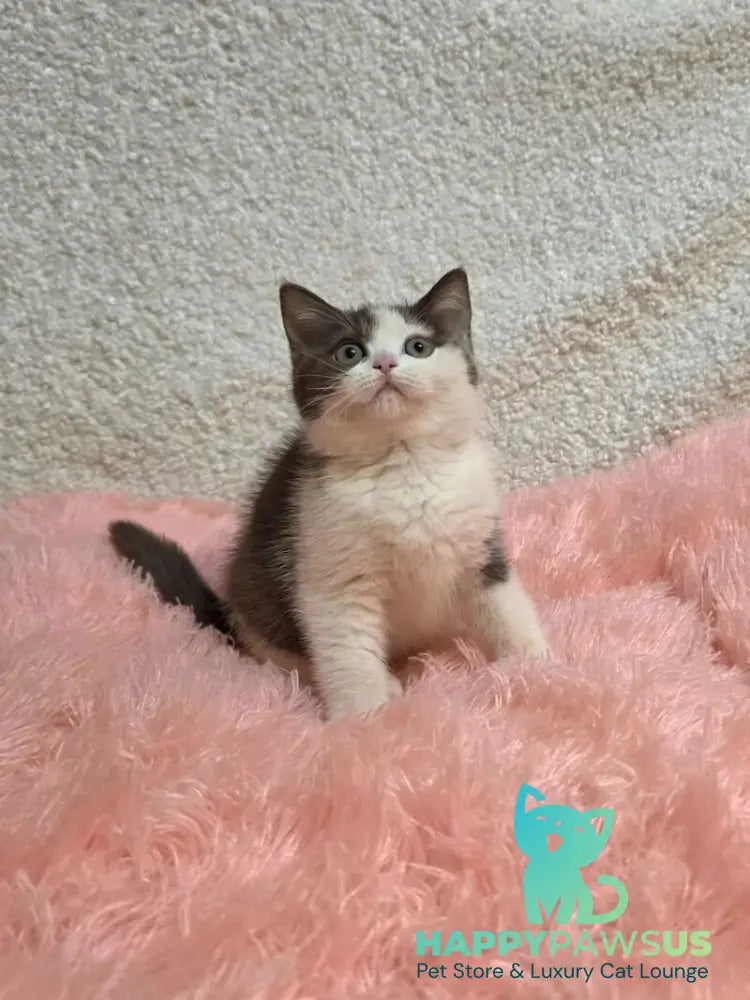 Rita British Shorthair female chocolate bicolour live animals