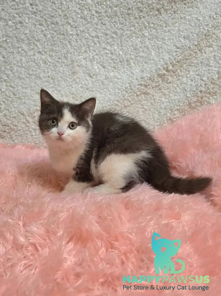 Rita British Shorthair female chocolate bicolour live animals