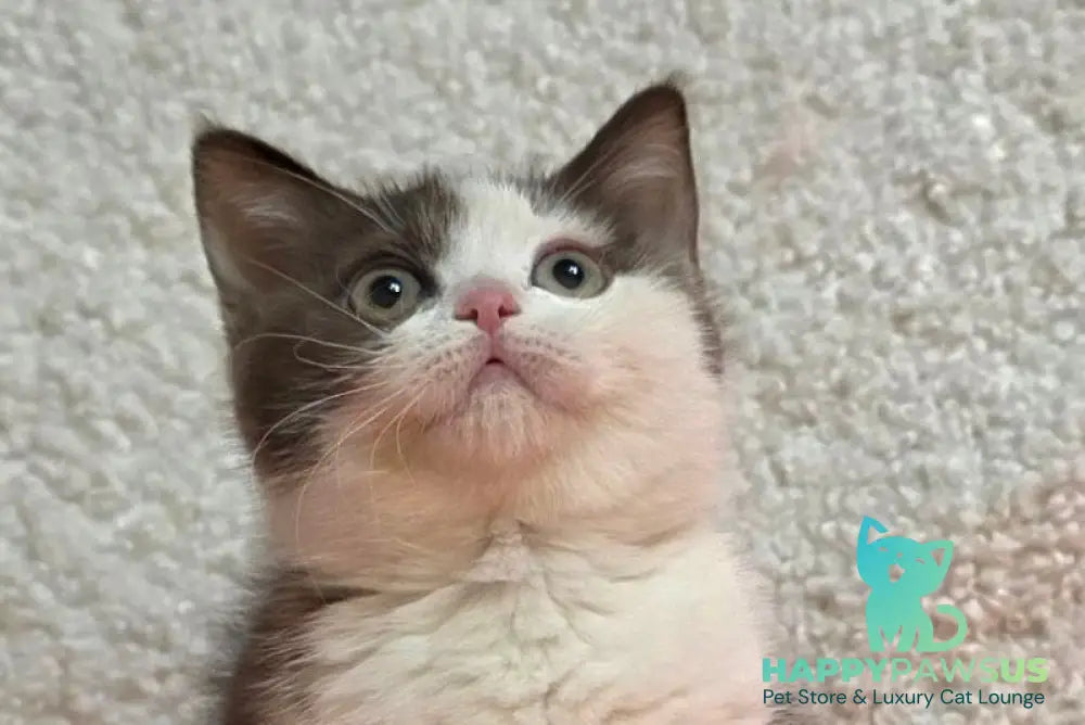 Rita British Shorthair female chocolate bicolour live animals