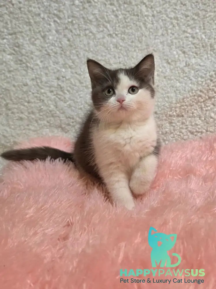 Rita British Shorthair female chocolate bicolour live animals