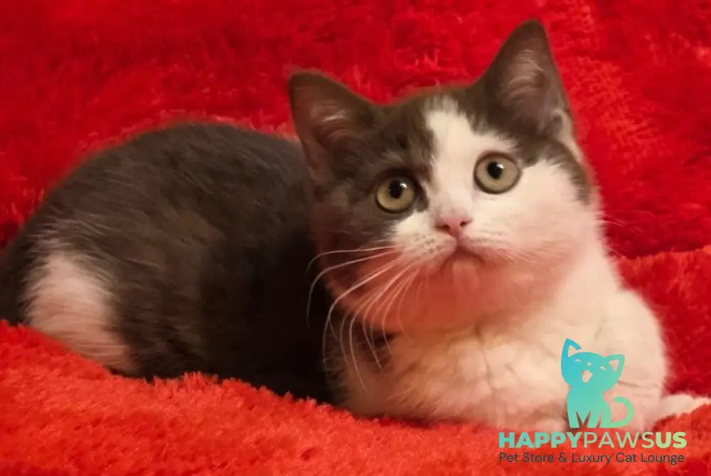 Rita British Shorthair female chocolate bicolour - live animals