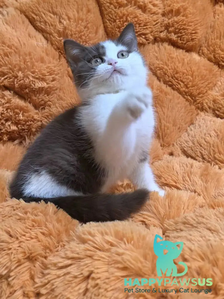 Rita British Shorthair female chocolate bicolour - live animals
