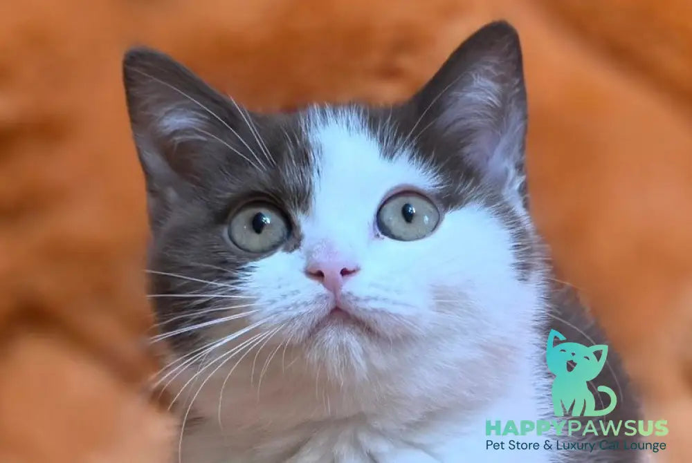 Rita British Shorthair female chocolate bicolour - live animals